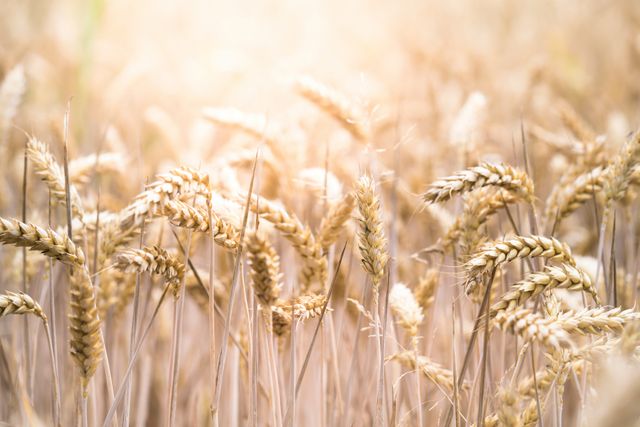 Ernährungssicherung braucht eine nachhaltige Landwirtschaft