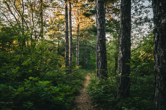 Widerstandsfähige Wälder gegen die Klimakrise